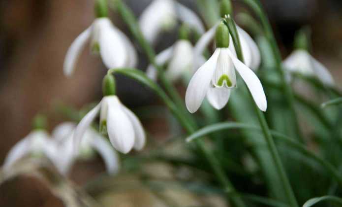 Perce Neige Comment Les Choisir Planter Associer Et Diviser