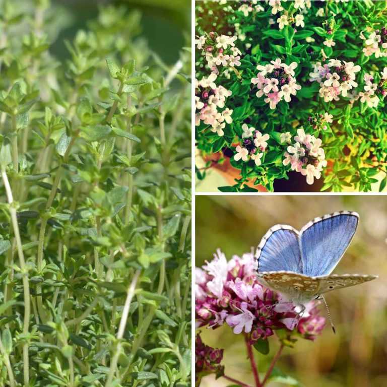 Le Thym Comment Le Cultiver Le Planter Le Tailler Au Jardin Ou En Pot