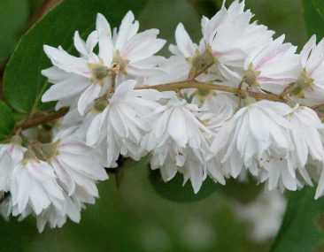 Deutzia Setchuenensis Corymbiflora Arbuste Profusion De Fleurs Blanches