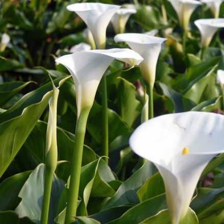 Calla ou zantedeschia aethiopica l arum blanc parfumé des jardins anciens