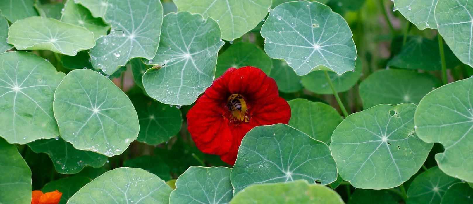 Capucine Semer Planter Entretenir Promesse De Fleurs