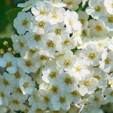 La Taille Des Arbustes Floraison Printani Re Quand Et Comment