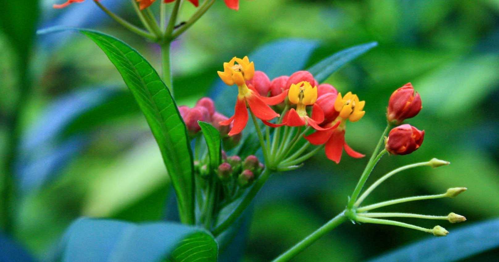 Asclepias Herbe Aux Perruches Semer Planter Entretenir Promesse