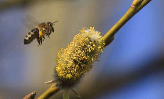 Arbustes Pour Haie Mellif Re Pour Les Abeilles Promesse De Fleurs