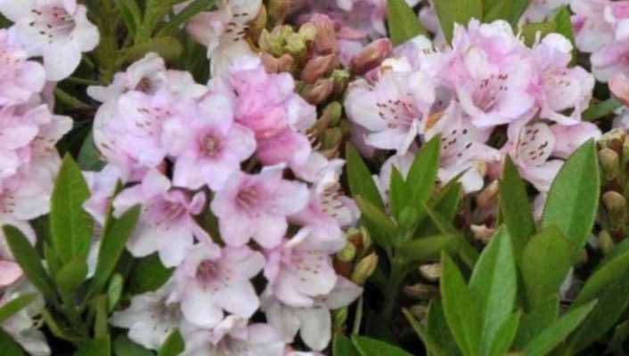 Arbustes Nains Cultiver En Pot Sur Un Balcon L Est