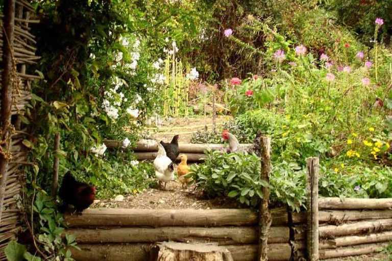 Comment Faire Un Potager En Montagne Promesse De Fleurs