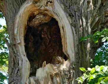 Arbre Creux Que Faire Et Doit On Intervenir Promesse De Fleurs