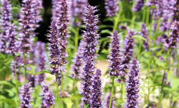 Agastache Planter Cultiver Et Entretenir Promesse De Fleurs