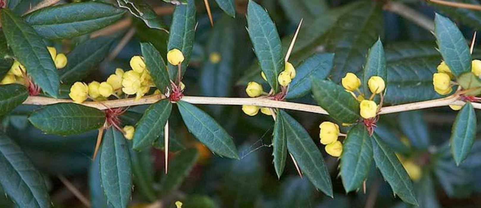 Berberis Parfaits En Haie Promesse De Fleurs