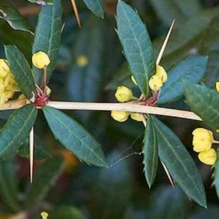 5 Berberis Parfaits En Haie Promesse De Fleurs