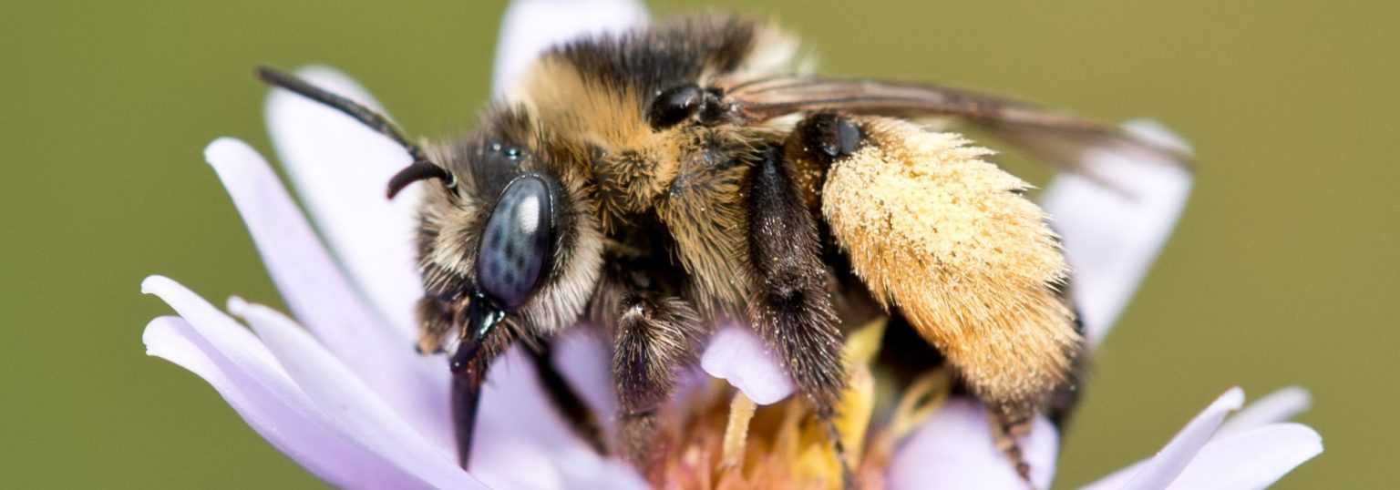 D Clin Des Pollinisateurs Les Cons Quences Sur Les Plantes