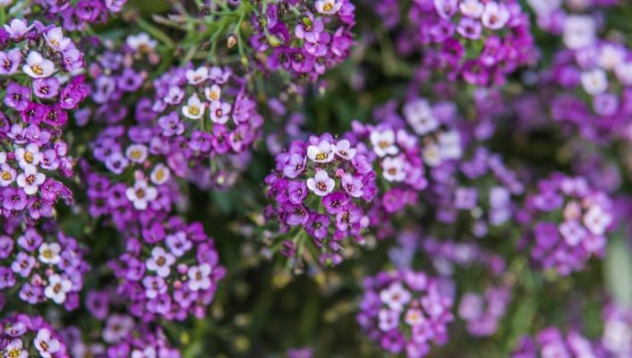 Alysse Odorant Lobularia Maritima Primavera Princess Alyssum