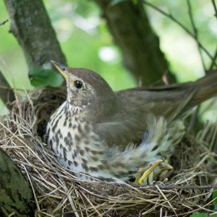 Prot Ger Les Nids D Oiseaux Des Pr Dateurs Du Jardin