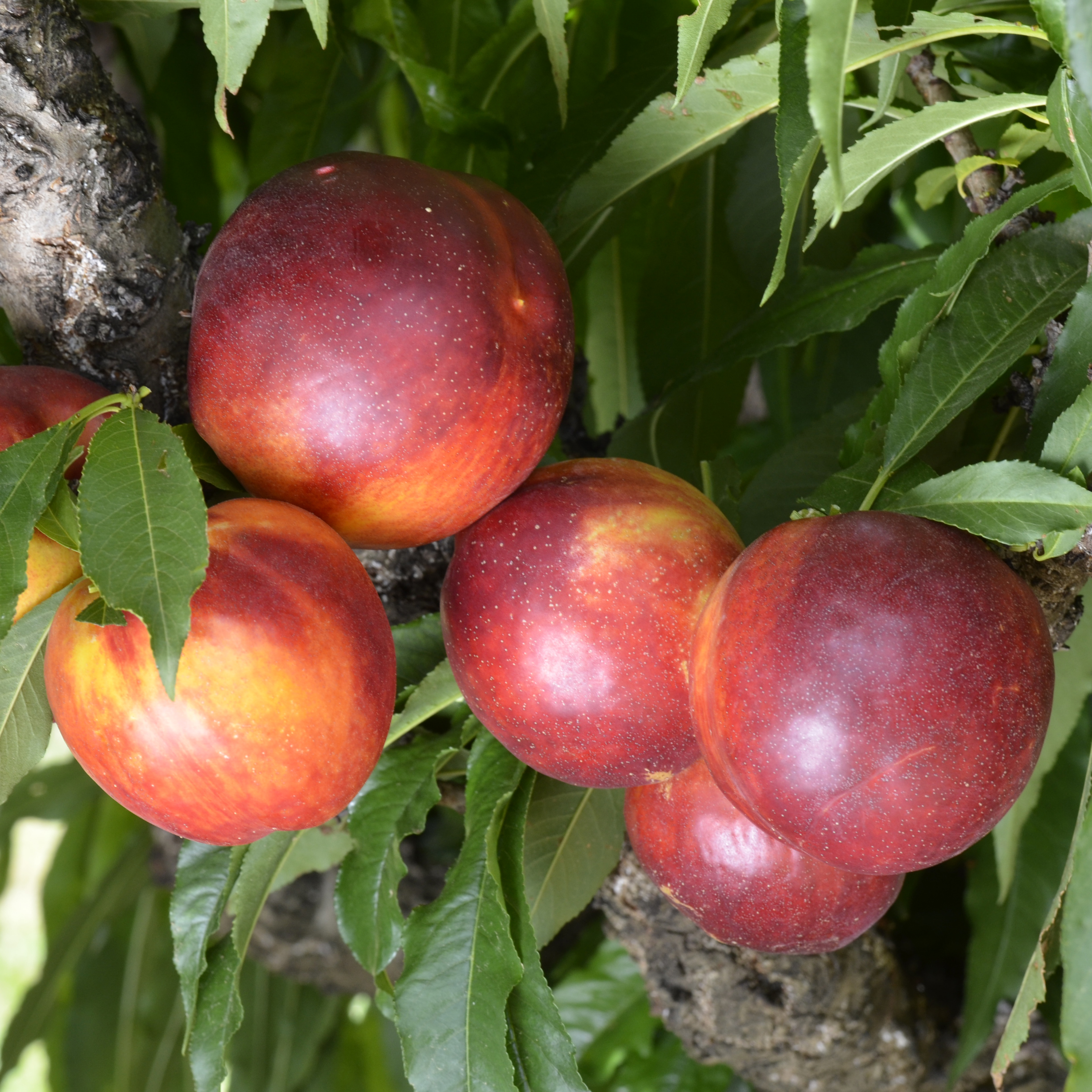 Pêcher et nectarinier plantation taille et entretien