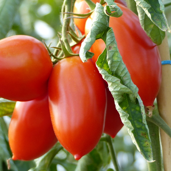 R Ussir La Culture Des Tomates