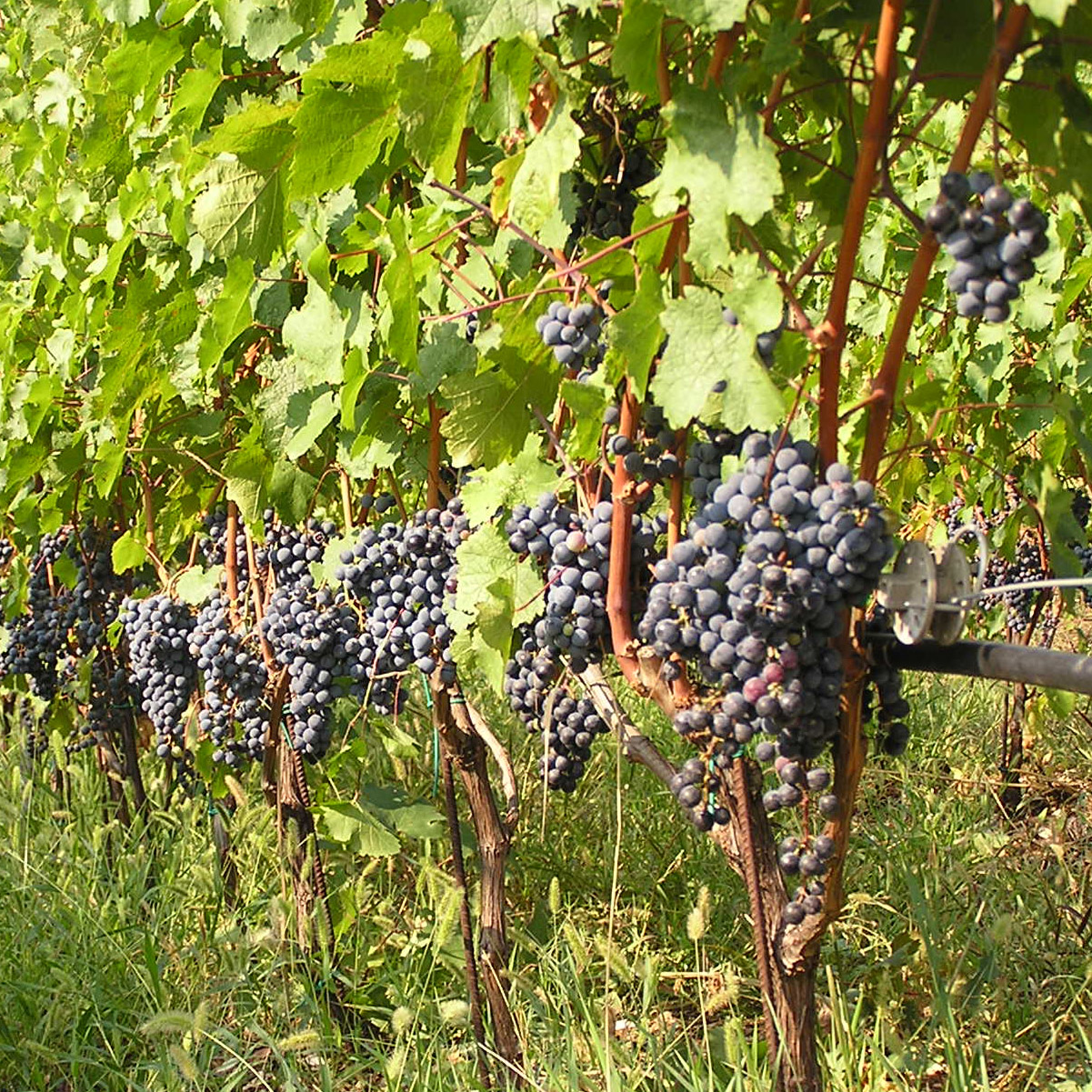 Vigne Plantation Taille Et Entretien