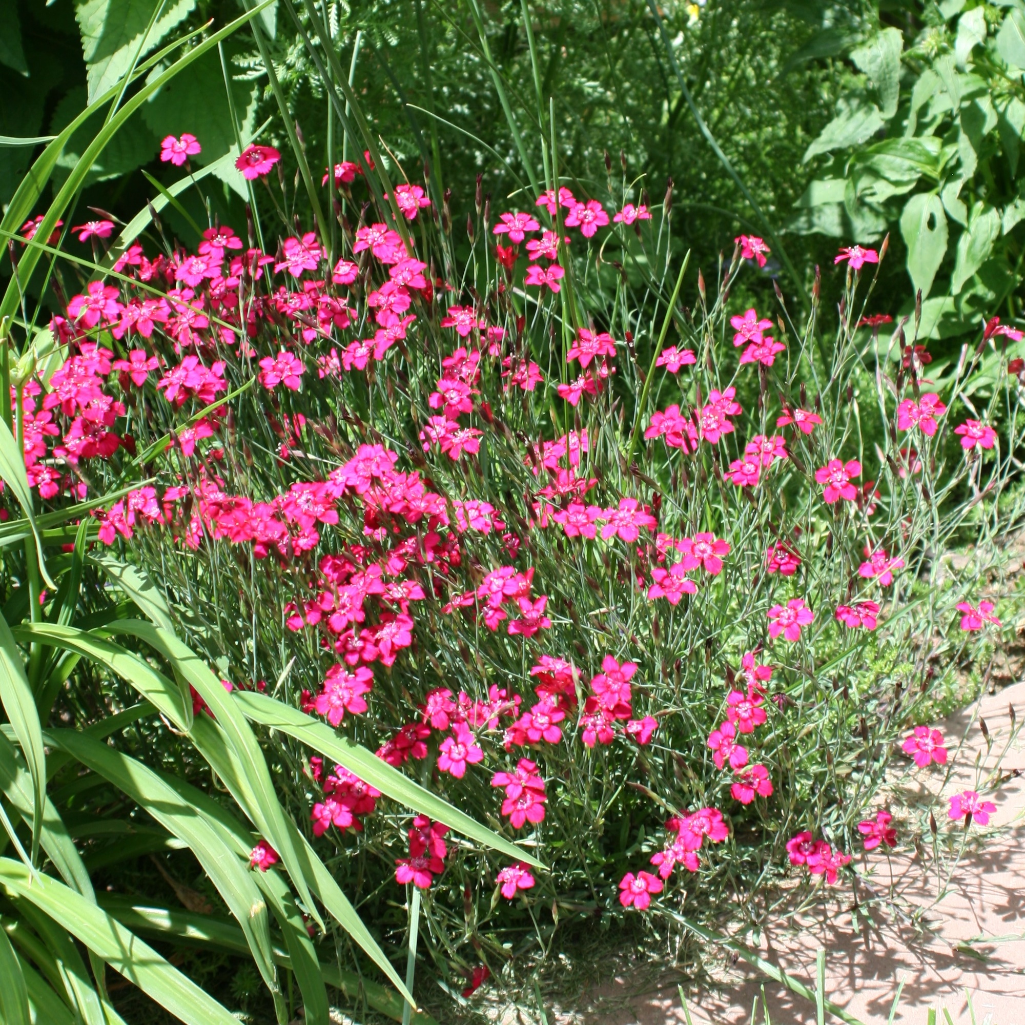 Dianthus Deltoides Brillant Illet Des Landes Fleurs Rouge Vif