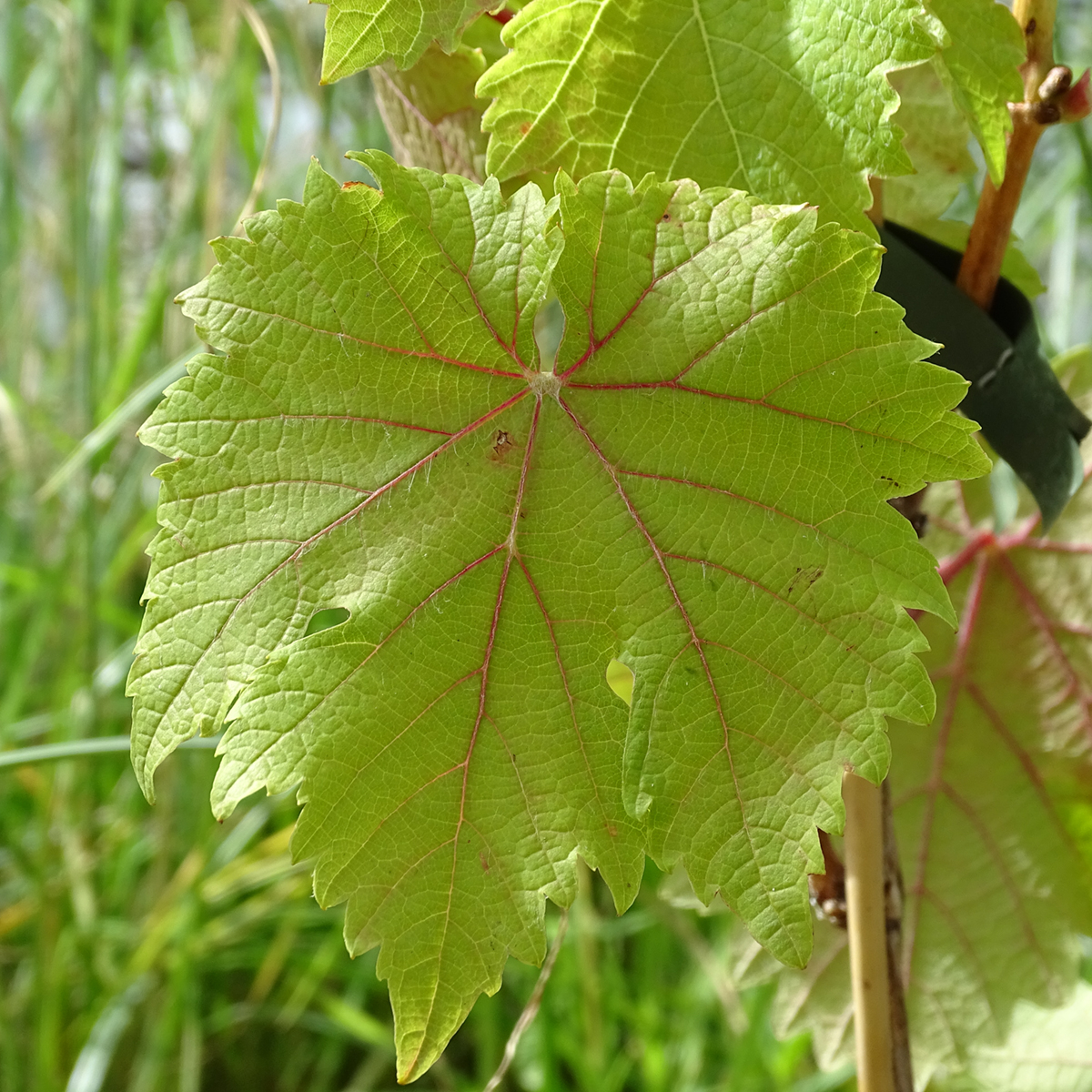 Vitis vinifera Frankenthaler ou Black Hamburg Vigne à raisins noirs