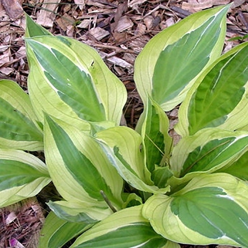 Hosta Yellow Polka Dot Bikini Des feuilles à centre vert gris