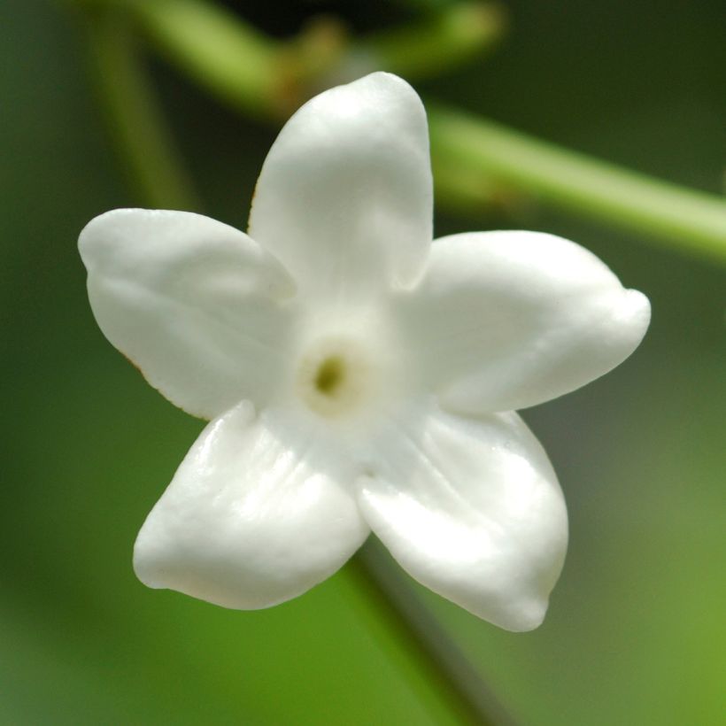 Une Myriade De Choix Stephanotis Floribunda Jasminoides Jasmin De