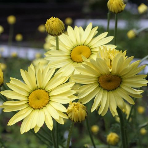 Anthemis Tinctoria Wargrave Variety Camomille Des Teinturiers