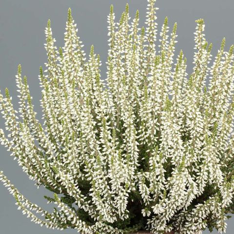 Calluna Vulgaris Garden Girls Bettina Bruy Re D T Aux Fleurs En