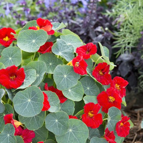 Capucine Naine Baby Red Tropaeolum Minus En Touffe Compacte Et Aux