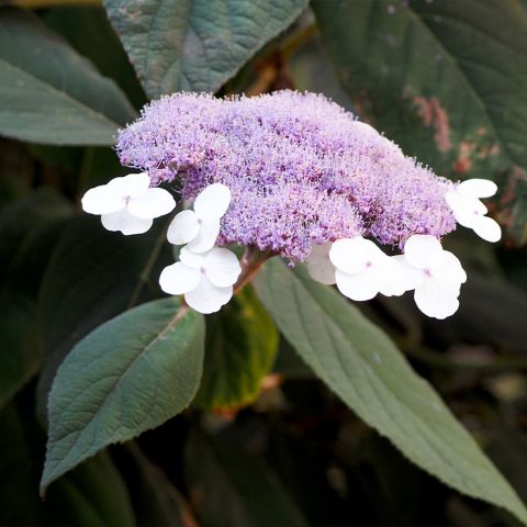 Hydrangea Aspera Villosa Velvet And Lace Hortensia