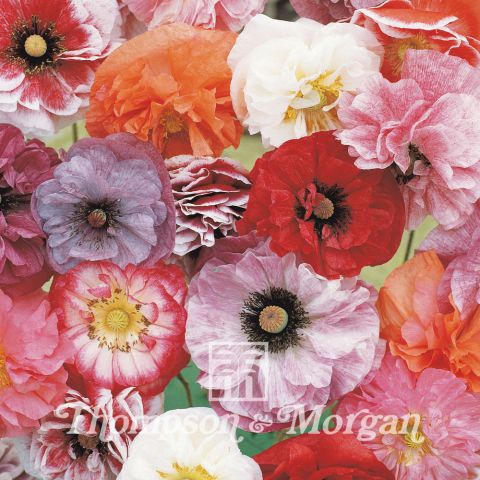 Papaver Rhoeas Angels Choir Mixed Coquelicot Des Moissons En M Lange