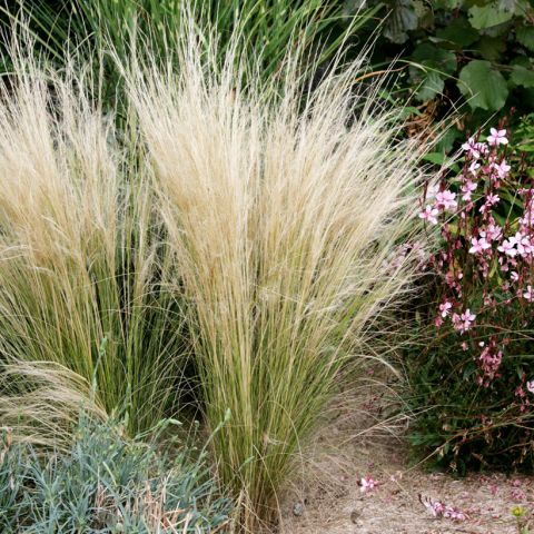 Cheveux D Ange Stipa Tenuifolia Ponytail Une Gramin E Persistante