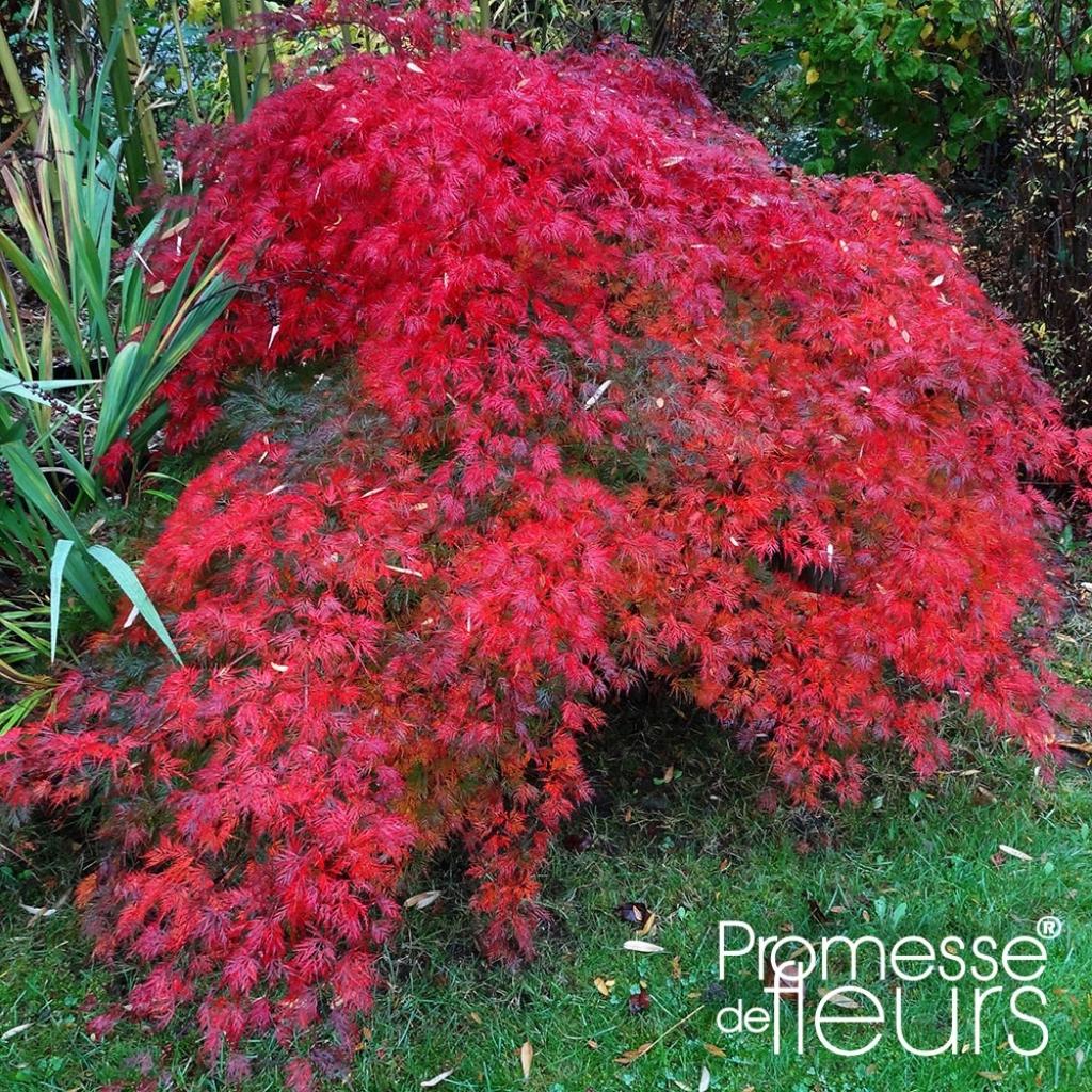 Acer palmatum dissectum Emerald Lace Erable du Japon lacinié vert