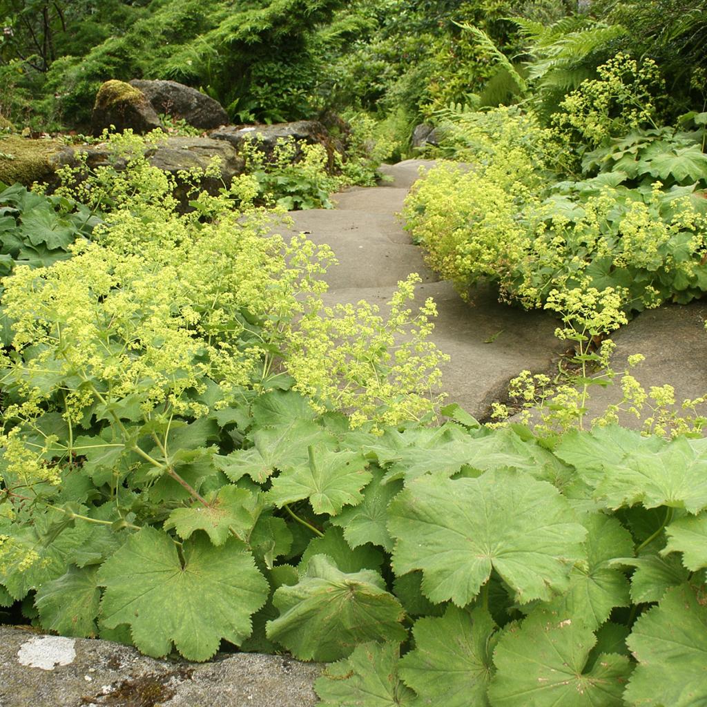 Alchemilla Vulgaris Alchemille Commune