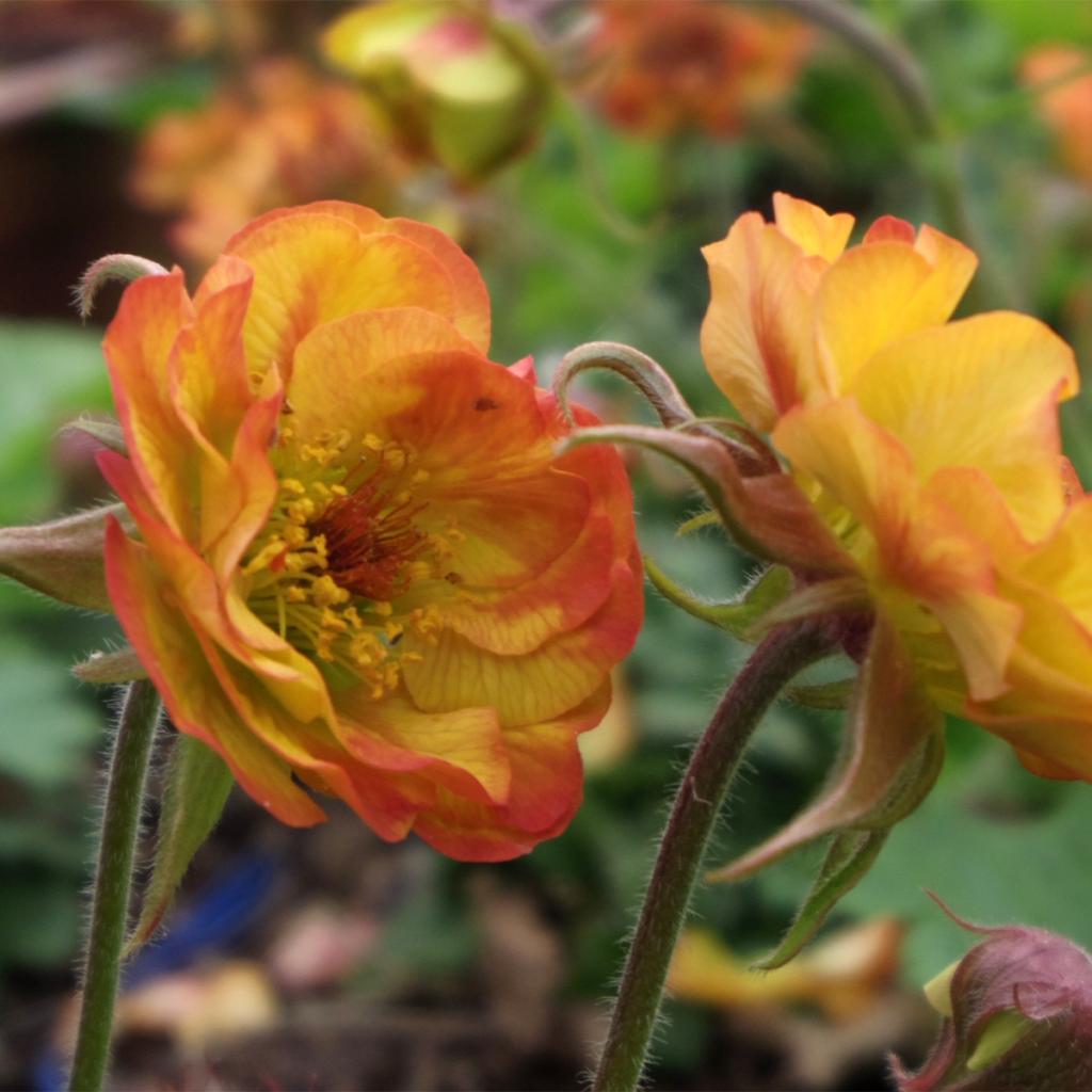 Geum Tutti Frutti Beno Te Jaune Orang Fleurs Variables