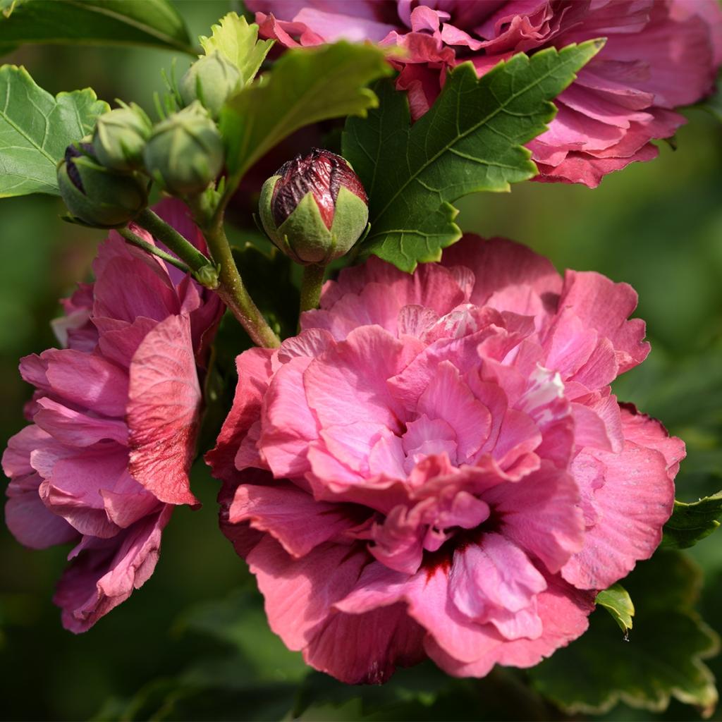 Hibiscus Syriacus Duc De Brabant Alth A Aux Fleurs Doubles Rouge Fonc