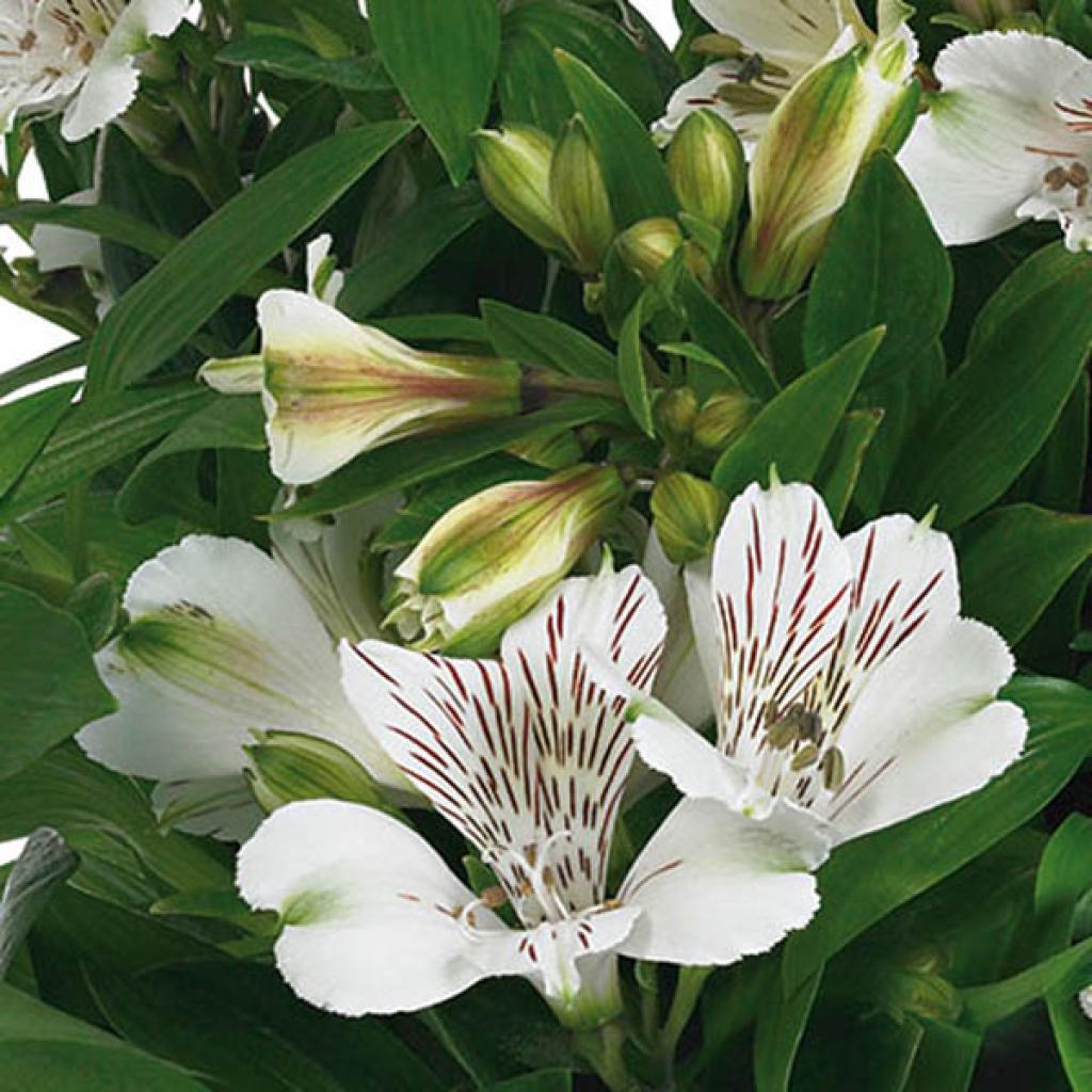 Alstroemeria Inticancha Magic White Lis Des Incas Fleur Blanc Pur