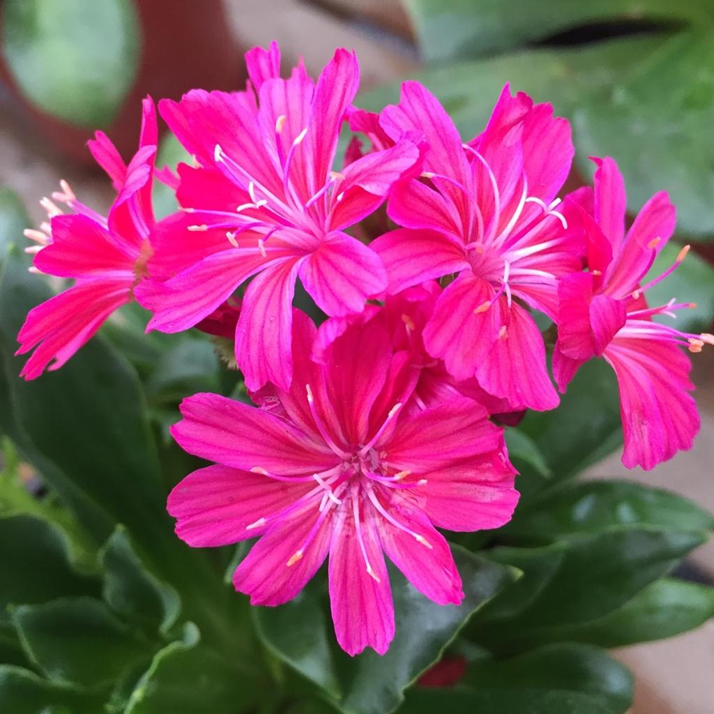 Lewisia cotyledon Elise Ruby Red Vivace alpine à fleurs d un rouge