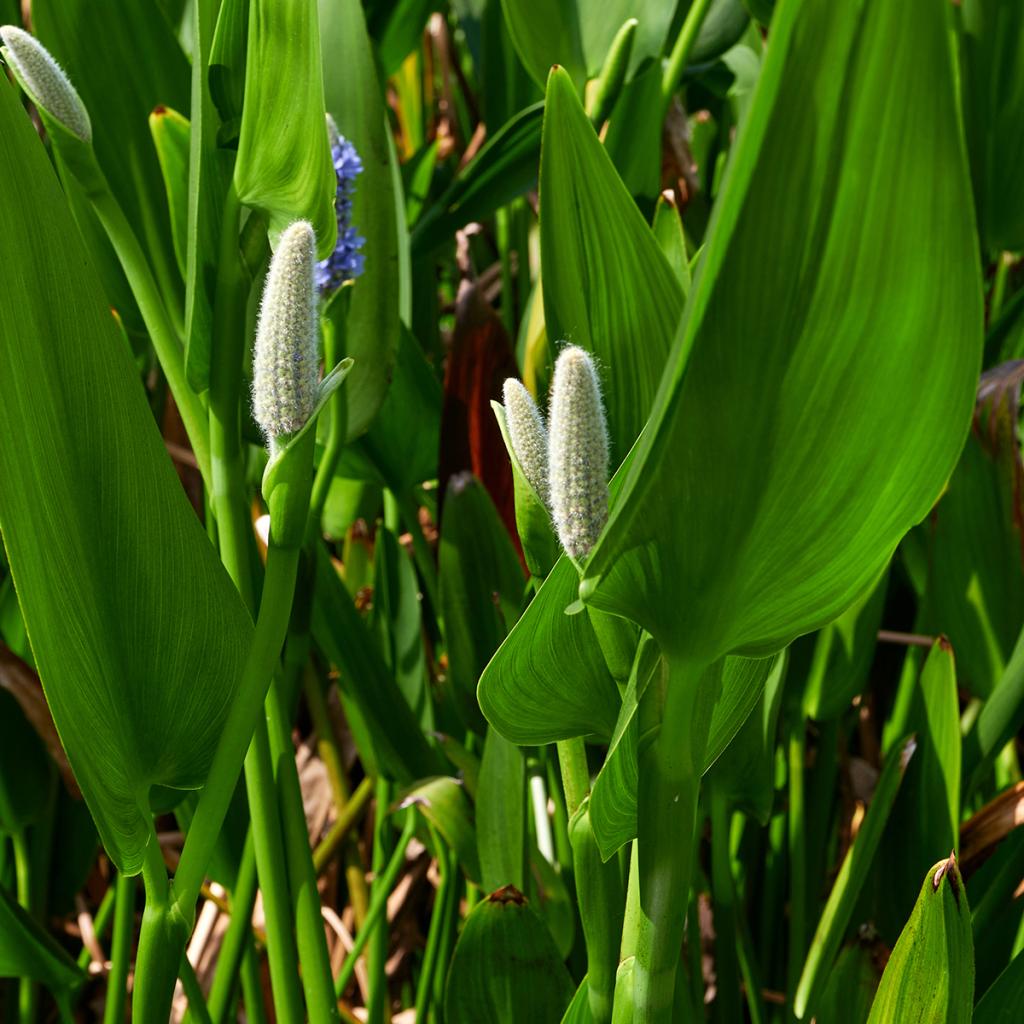 Pontederia Lanceolata Grande Pont D Rie Feuilles Lanc Ol Es