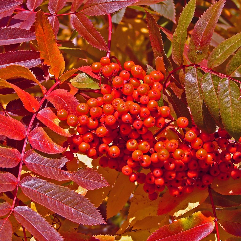 Sorbus Aucuparia Sheerwater Seedling Sorbier Des Oiseleurs Port