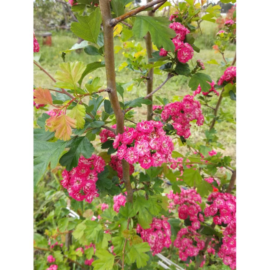 Crataegus Laevigata Paul S Scarlet Aub Pine Pine Fleurs Doubles