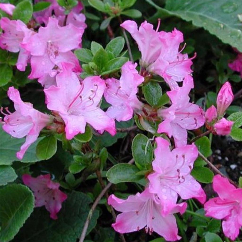 L azalée du Japon Komo Kulshan Rhododendron compact aux grandes