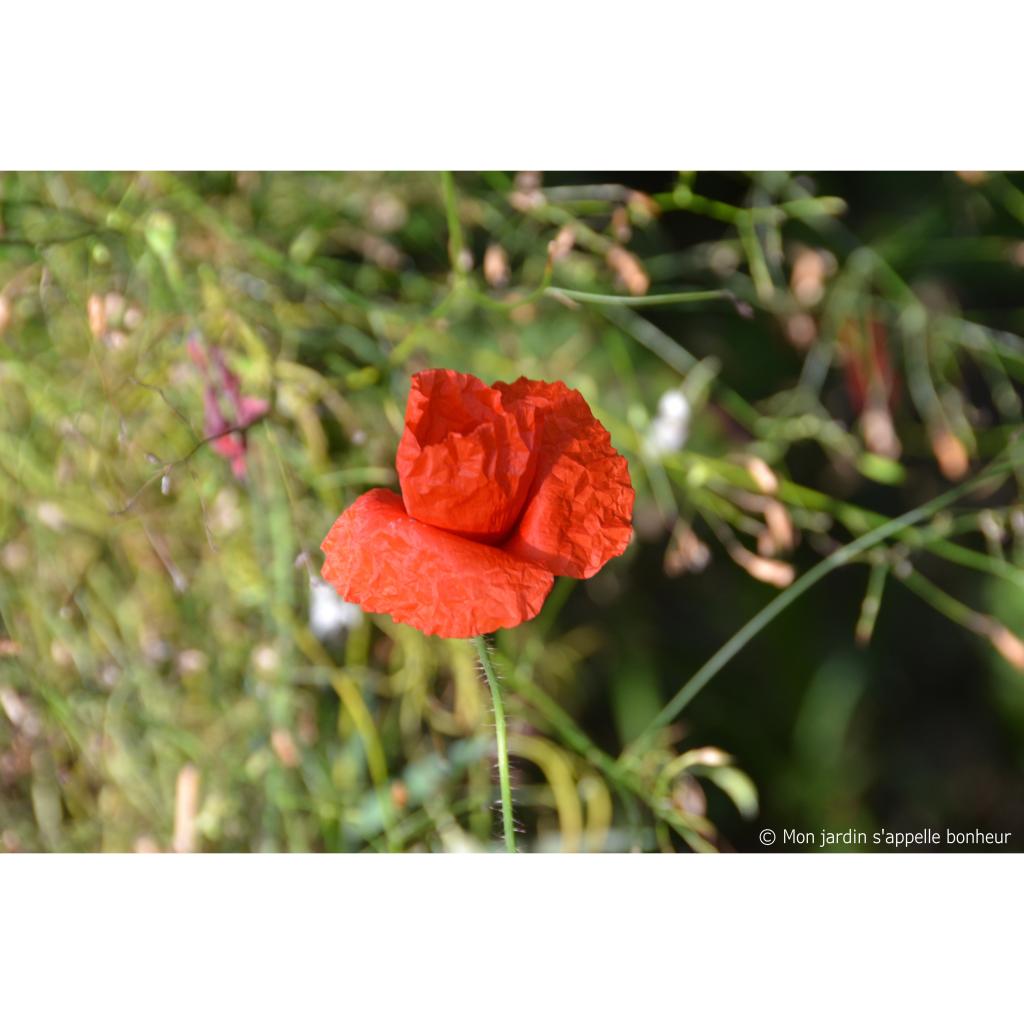 Coquelicot Rouge Pavot Des Moissons Papaver Rhoeas Le Coquelicot