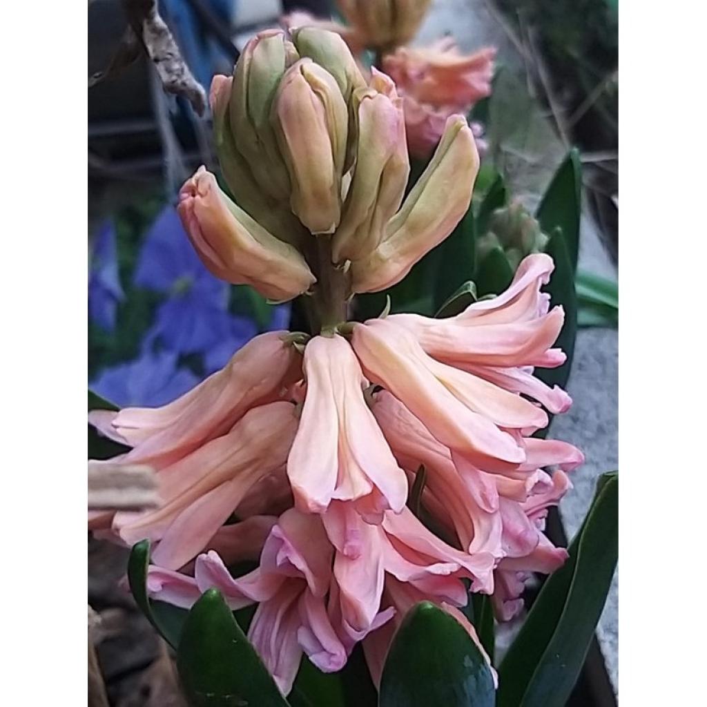 Jacinthe Gipsy Queen Hyacinthus X Orientalis