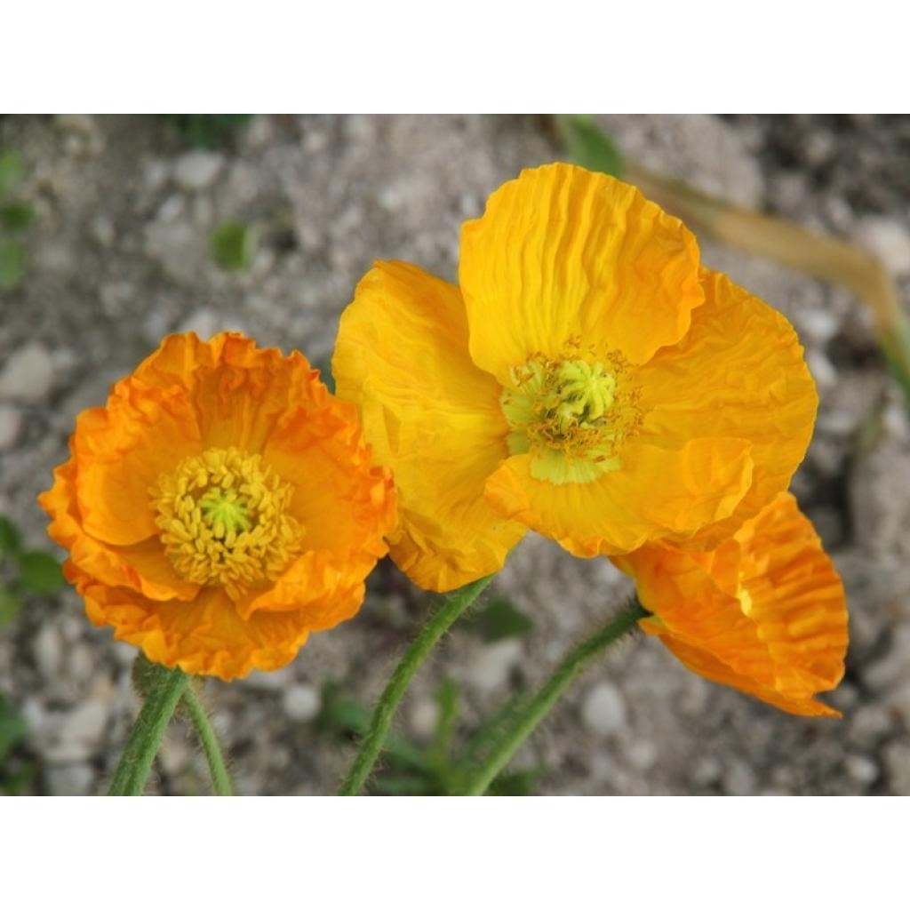 Pavot D Islande Papaver Nudicaule Gartenzwerg Vivace Fleurs De