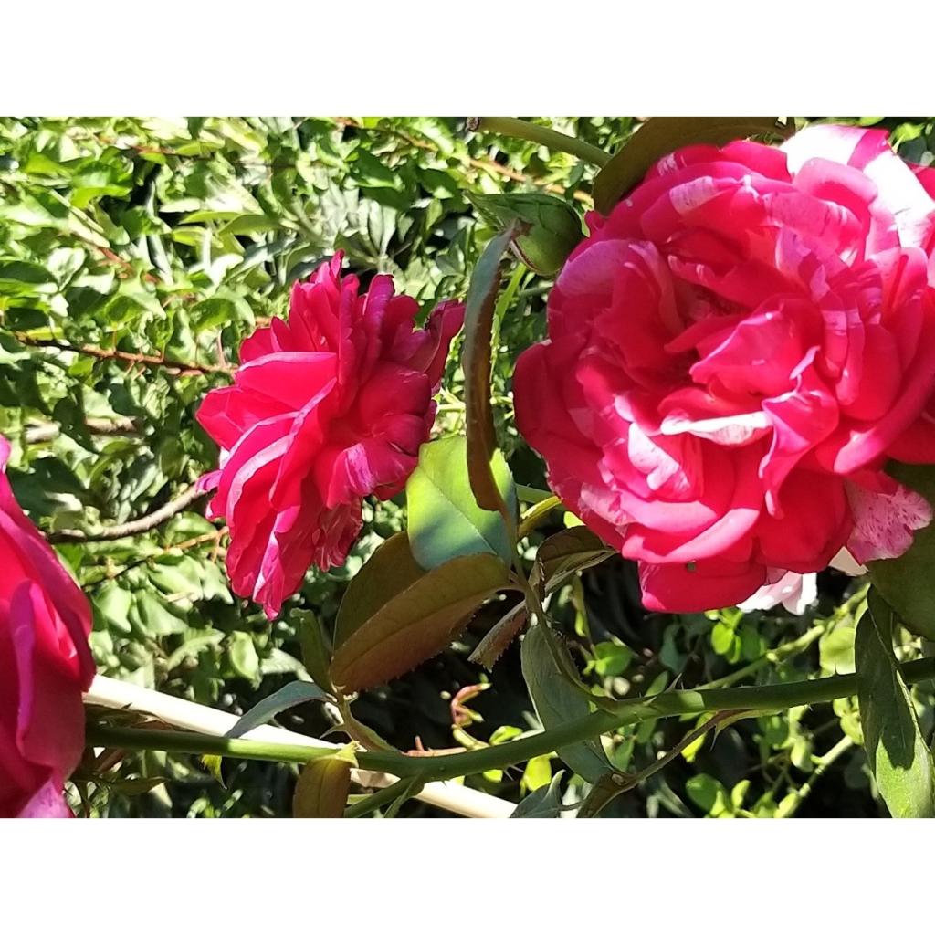 Rosa Broceliande Rosier multicolore rouge à rose fuchsia strié d