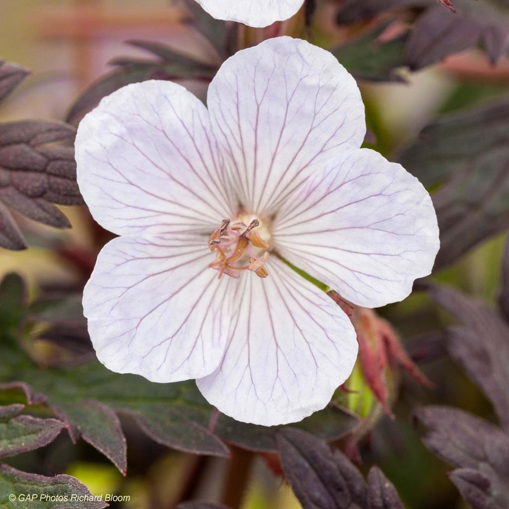 Geranium Pratense Black N White Army G Ranium Vivace Des Pr S