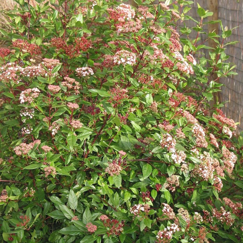 Viburnum Tinus Spirit Laurier Tin Arbuste Persistant De Haie Libre