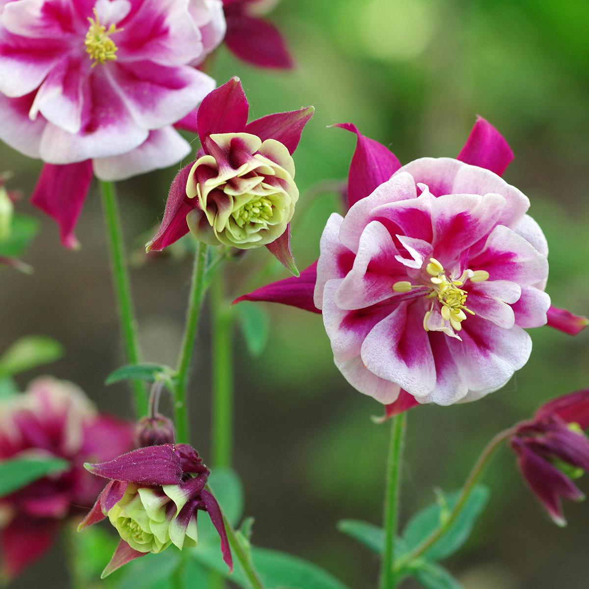 Ancolie Rouge Et Blanche Aquilegia Vulgaris Winky Red White Des