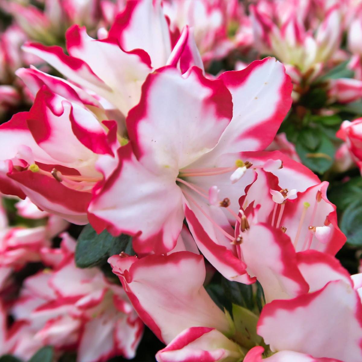 Azalée du Japon Sachsenstern Azalea ou Rhododendron Simsii à fleurs