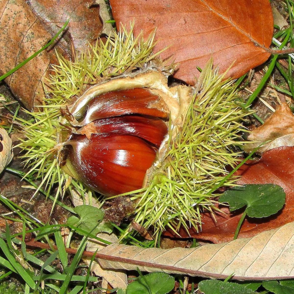 Ch Taignier Commun Castanea Sativa Grand Arbre Produisant Les