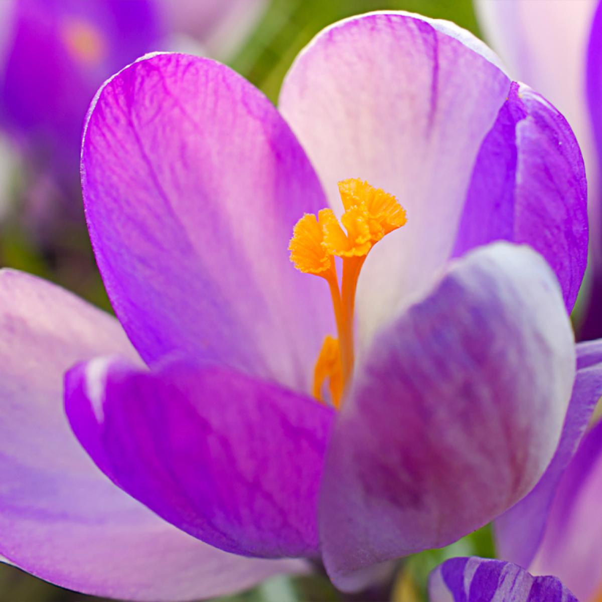 Crocus vernus Vanguard Bulbe Variété botanique à fleurs mauves